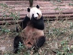 -成都大熊猫繁育研究基地