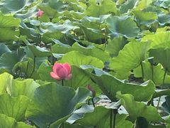 -阿尔丁植物园