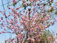 -三圣花乡旅游区