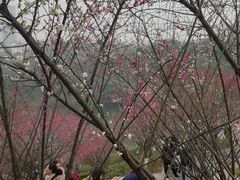 -重庆彩云湖湿地公园