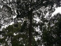 -凤栖山