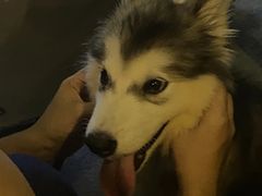 -爱侣宠医·鹦鹉专科·小型哺乳类·异宠专科(灵石路店)