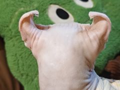 -有猫主题·治愈系猫咖(曾厝垵店)