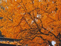 -红螺寺