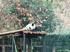 -成都动物园