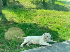 -上海野生动物园