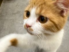 -飞行喵MR PILOT|猫舍·猫咖(静安大融城店)