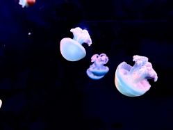 -Zoolung Zoolung动物主题公园(海信广场店)