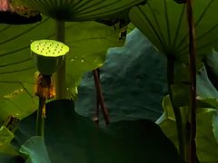 -莹珠阁·私房菜