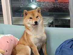 -瑞鹏宠物医院·骨科·猫科·内科(第一中心)