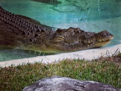 -费瑟代尔野生动物园