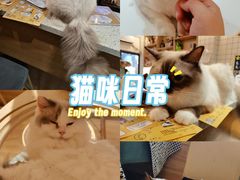 -滚猫咖啡·猫咖·猫友好撸猫(未来城店)