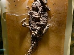 -辽宁古生物博物馆