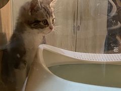 -BABIT巴比特宠物(MOMOPARK店)