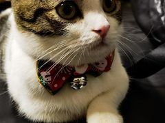 -猫宠乐园·专业洗护