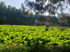 -合肥滨湖国家森林公园