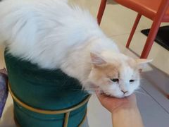 -平行世界·猫咖(首经贸店)