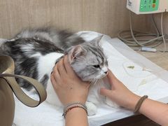 -北京观赏动物医院·24小时大型综合·猫专科·异宠专科