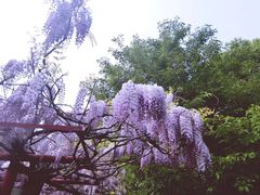 -嘉定紫藤园