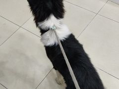 -米苏动物医院·犬猫专科·骨科外科内窥镜