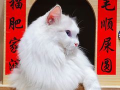 -绒爪撸猫下午茶·猫咖
