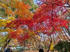-秋霞圃