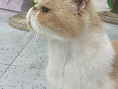 -喵园·猫主题咖啡厅·撸猫·猫咖(国贸店)