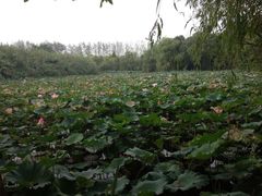 -溱湖国家湿地公园