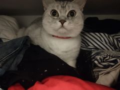 -可蒙动物医院·猫科·骨科中心(首义路店)