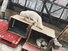 -宫城藏王狐狸村