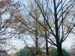 -灵谷景区