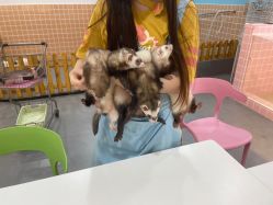 -Moni星球萌宠·小马宝莉·灵蛇·高端高阶全萌宠互动体验俱乐部(红豆国际广场店)