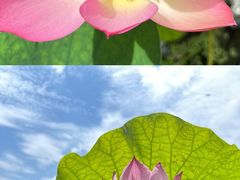 -云溪植物园