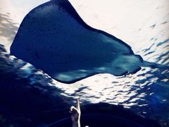 -瑞普利水族馆