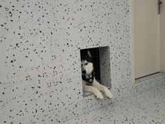 -Husky Go!哈士奇体验馆·宠物咖啡厅狗咖