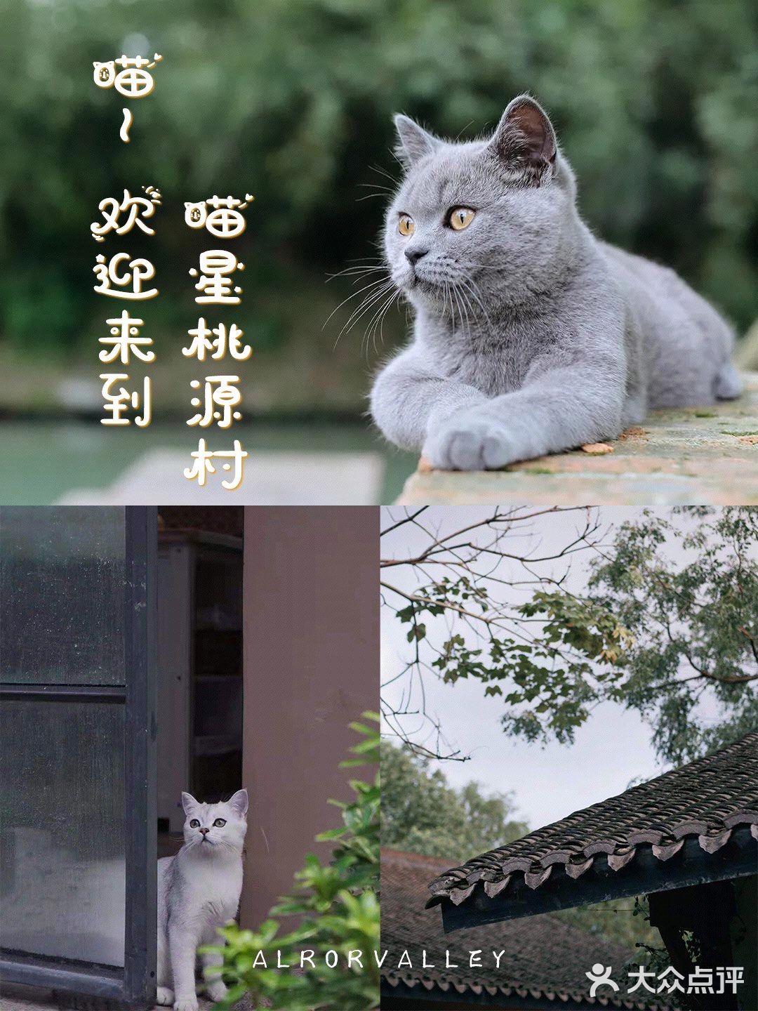 不用去巨猫岛｜杭州西溪湿地里就有萌宠天堂