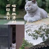 不用去巨猫岛｜杭州西溪湿地里就有萌宠天堂