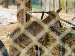 -青藏高原野生动物园