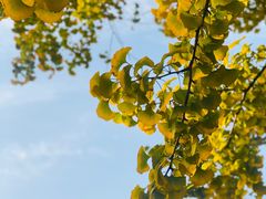 -洪记白水羊头(天坛店)