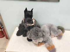 -宠福鑫康馨动物医院·骨科·眼科