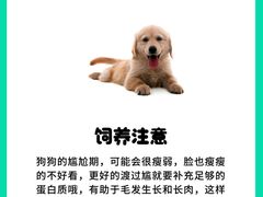 -北京京卫宠物寄养训练中心