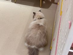 -藏猫猫咖啡主题馆(中央大道店)