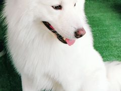 -爱侣宠医·鹦鹉专科·小型哺乳类·异宠专科(灵石路店)