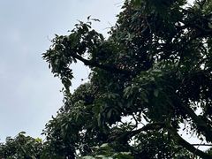 -张坝桂圆林公园