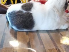 -Cappucimeow猫咪咖啡馆(韦伯时代店)