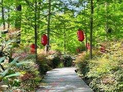 -合肥滨湖国家森林公园