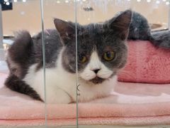 -COLOR PETS 撸猫馆·购猫·猫咖(长风大悦城店)