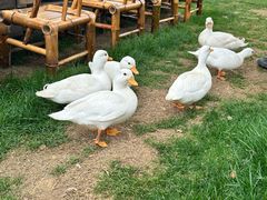 -HERRE·FARM 赫尔露营农场·团建聚会包场