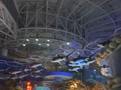 -烟台海昌鲸鲨海洋公园