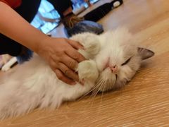 -猫咪派对(江南西店)